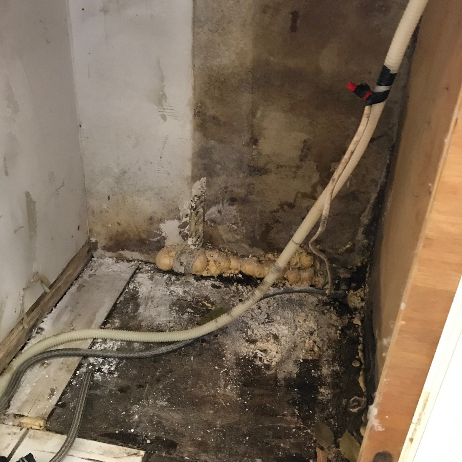 about Global Restoration your Expert Mold Removal in Wellington, FL