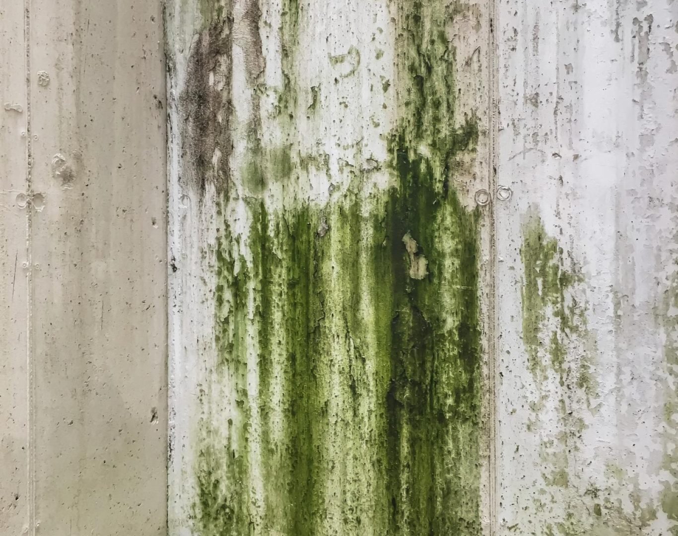 Mold Remediation in Wellington, FL